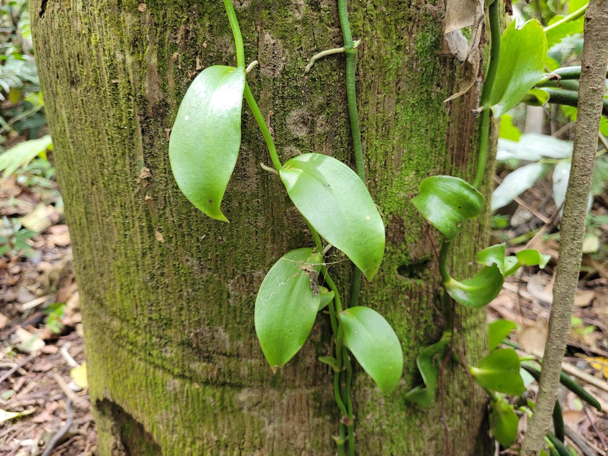 Papperitzia Leiboldii